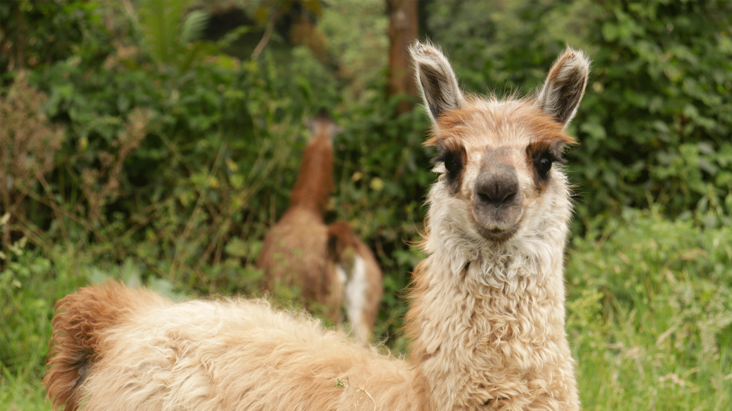 chiquaque park hike tour 7