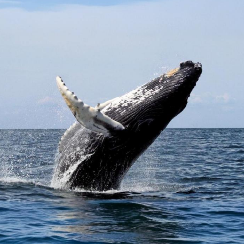 malaga bay whale watching 1 malaga bay whale watching 1